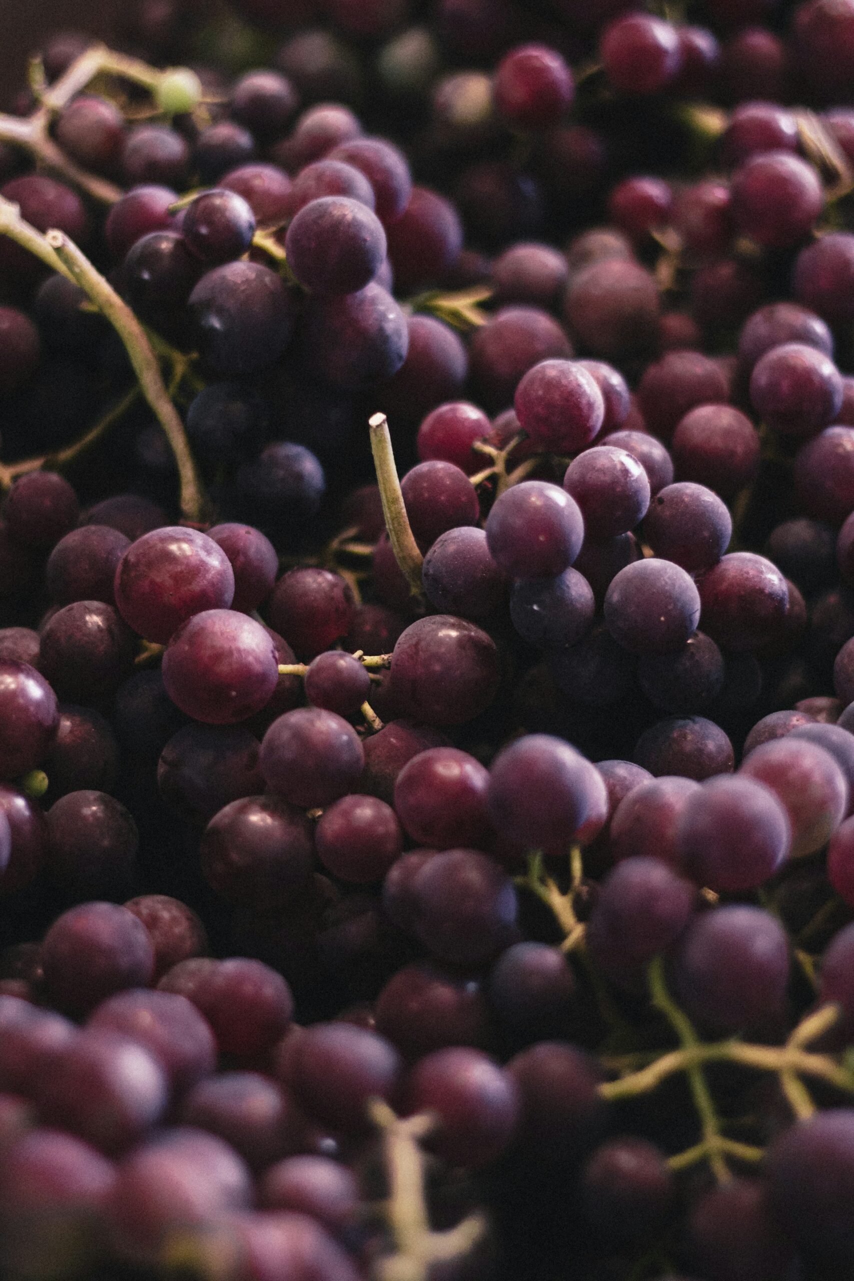 Trentino Alto Adige: vendemmia 2026 anticipata di 8 giorni sotto stress idrico